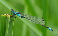 Common Bluetail (Male, Ischnura elegans)